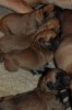 De puppy's zijn geboren, 5-1-2010