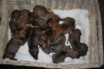 20-9-2012 geboren het pupje met het rode bandje is nu Bear