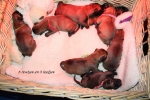 7 puppy\'s!!! 3 reutjes en 4 teefjes! ( het waren er 8 , helaas is er 1 teefje overleden...:(
