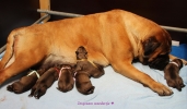 Sophie is vandaag de trotse moeder geworden van 6 mooie zware pups....