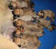 De puppy's groeien als kool!! Springer heeft volop melk.