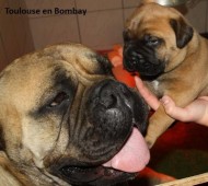 Toulouse met Bombay