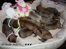 De puppy's zijn geboren!!