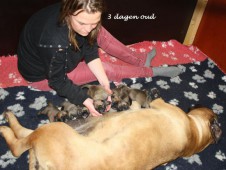 Djamie legt de puppy's aan...