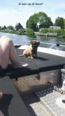 En Baco die mag al op de boot!!!